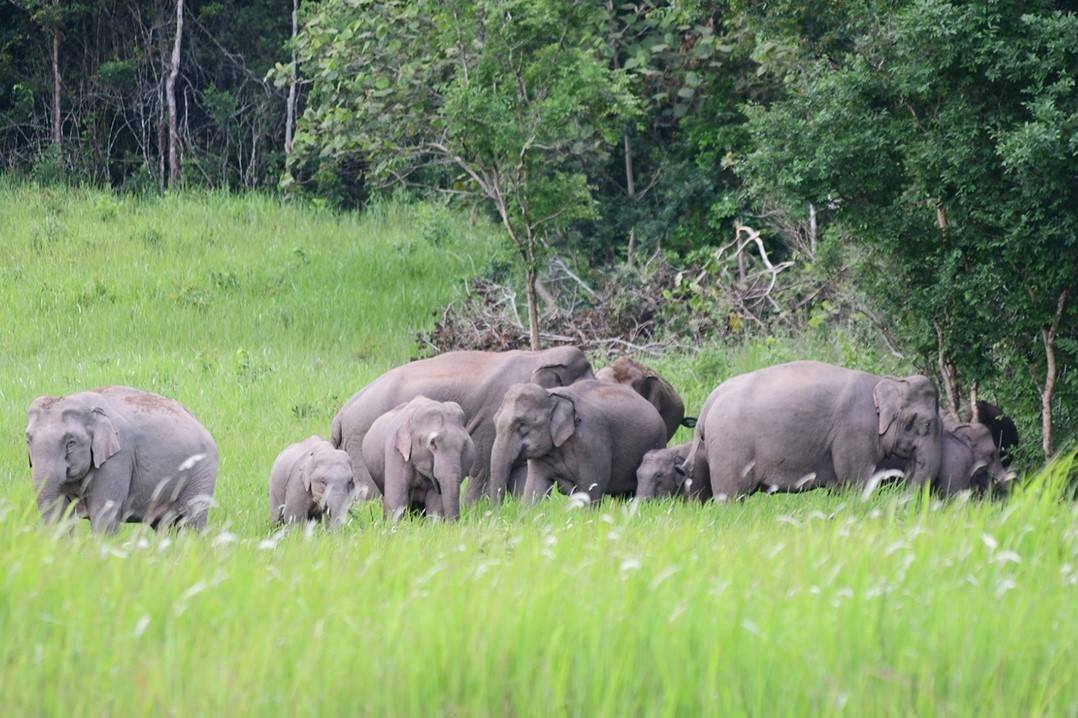 Khao-Yai-National-Park-2
