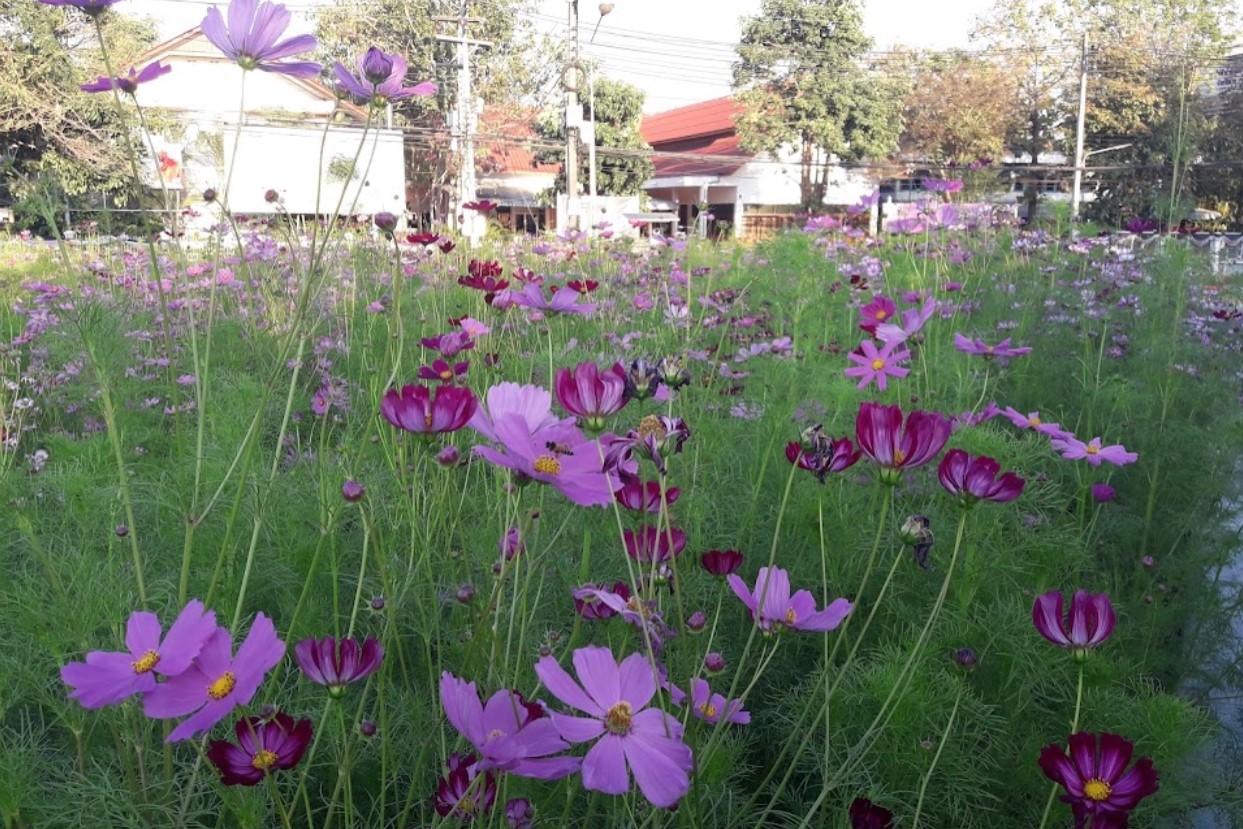 Mae-Ping-Tak-Public-Park3