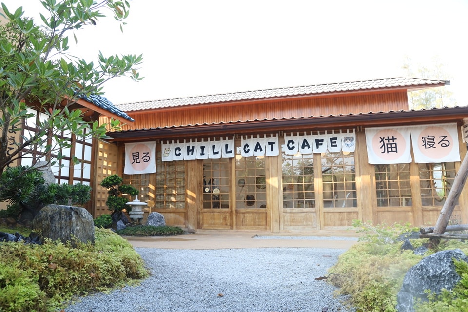 Play-with-cat-Cafe-4