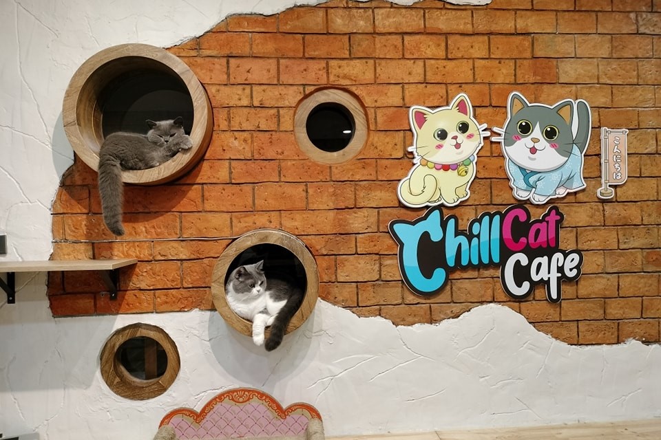 Play-with-cat-Cafe-5